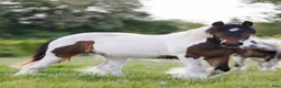 Allround hästar till salu: Vacker irish cob valack unghäst åring  - Annons 1