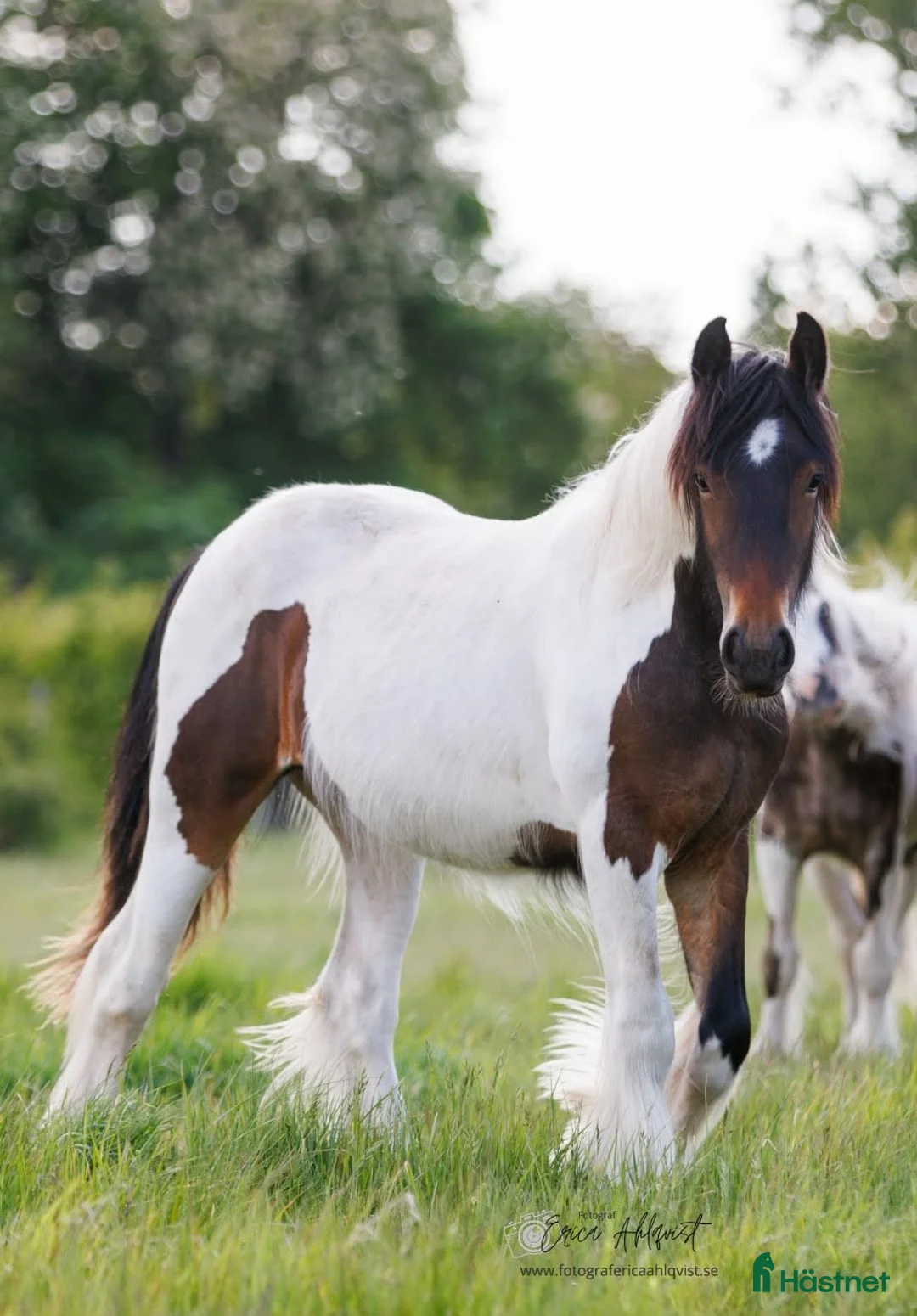 Allround hästar till salu: Vacker irish cob valack unghäst åring  - Annons 1