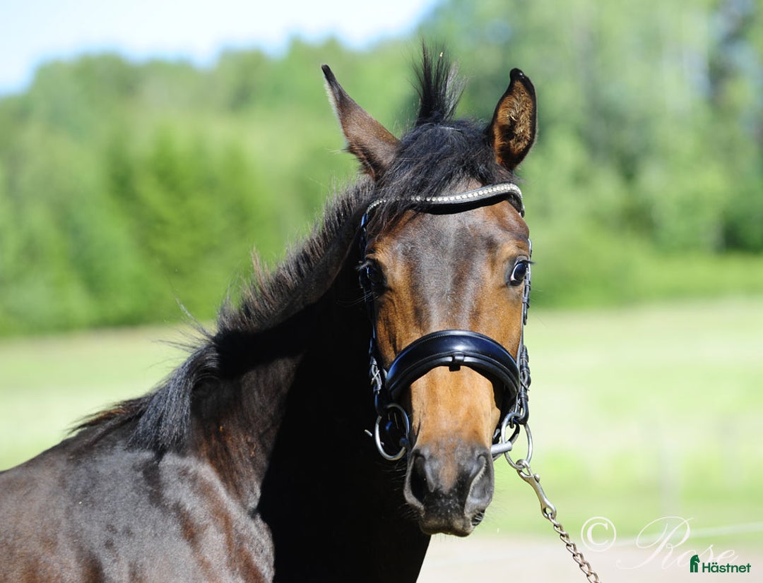 Dressyr hästar till salu: Lyxigt SWB sto E: Blue Hors Storm i Töreboda - Bild 5