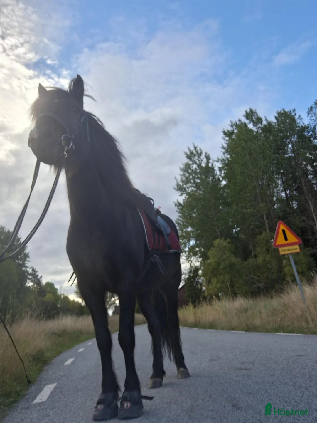  medryttarhäst finnes: 6 årig islandshäst söker medryttare - Annons 3