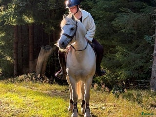 hästar 🌟My Boy Max 🌟 i Ljungby - Annons 4