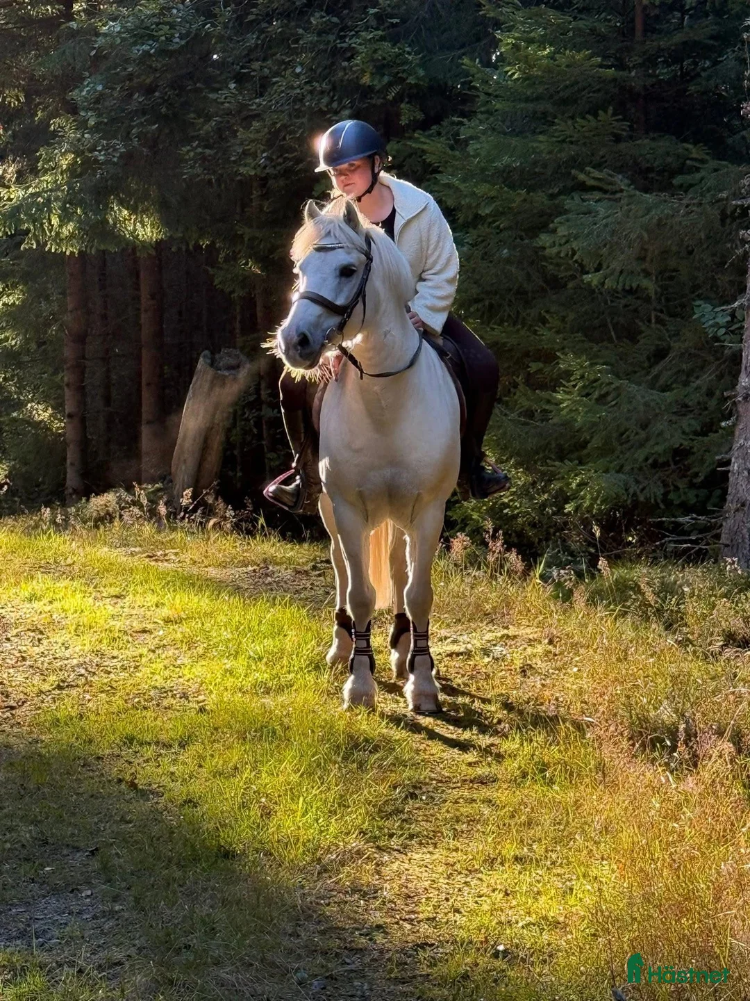 Allround hästar till salu: 🌟My Boy Max 🌟 i Ljungby - Annons 1