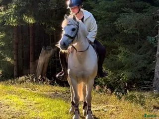 hästar 🌟My Boy Max 🌟 i Ljungby - Annons 15