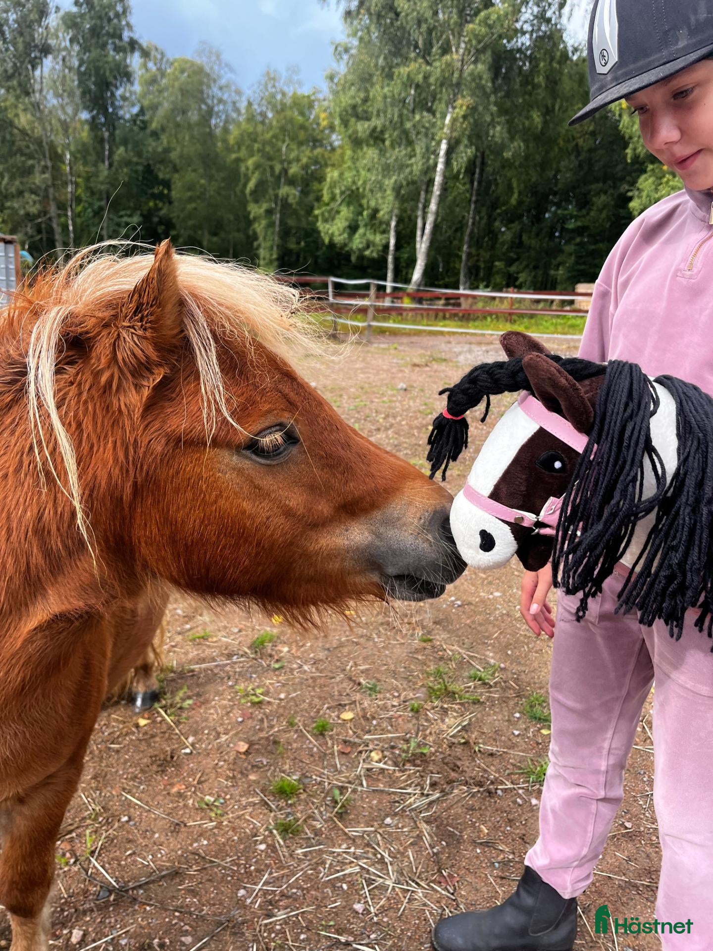  hästar Underbar shettis - Annons 2