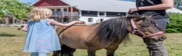 Allround hästar till salu: Supersnäll och trygg barnponny - Annons 3