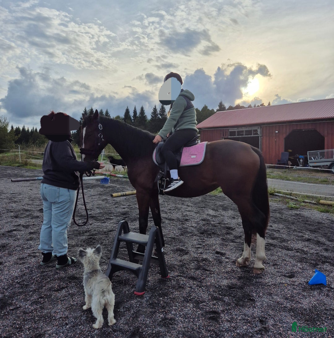 Allround hästar till salu: Sto med utvecklingspotential i Ludvika - Annons 5