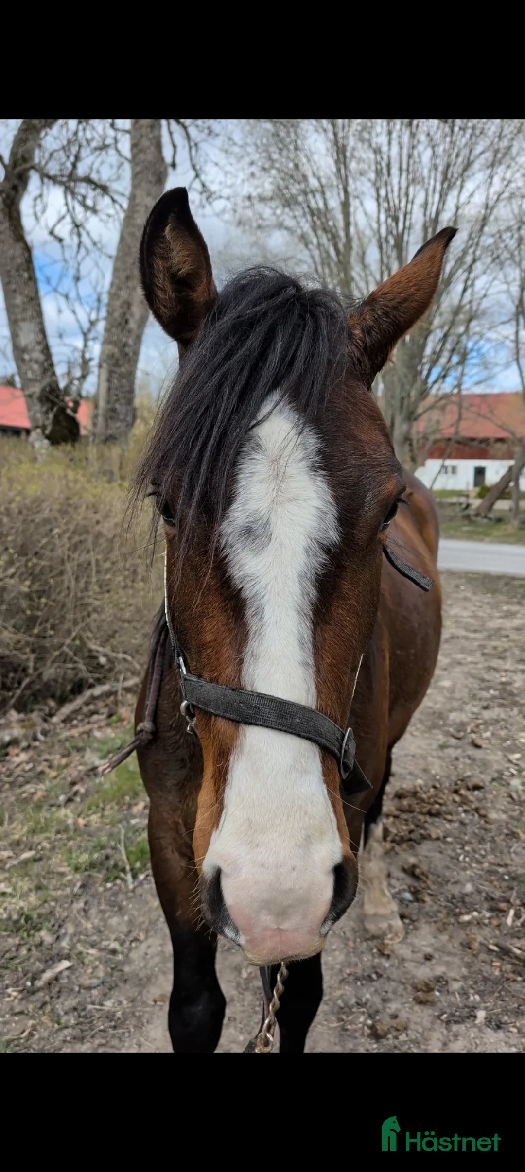 Hoppning hästar till salu: 3-åring med stor potential! - Annons 2