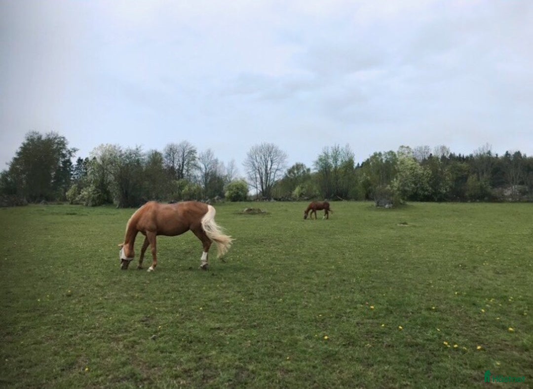  stallplats finnes: 3 boxplatser finnes i mysigt stall  i Riala - Annons 1