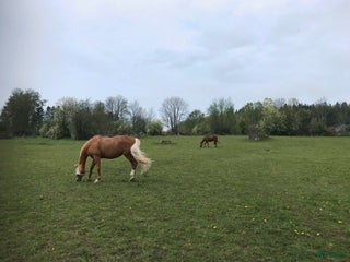 stallplats 3 boxplatser finnes i mysigt stall i Riala - Annons 7