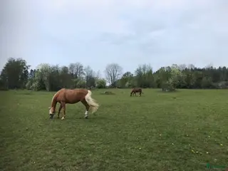 stallplats 3 boxplatser finnes i mysigt stall i Riala - Annons 14