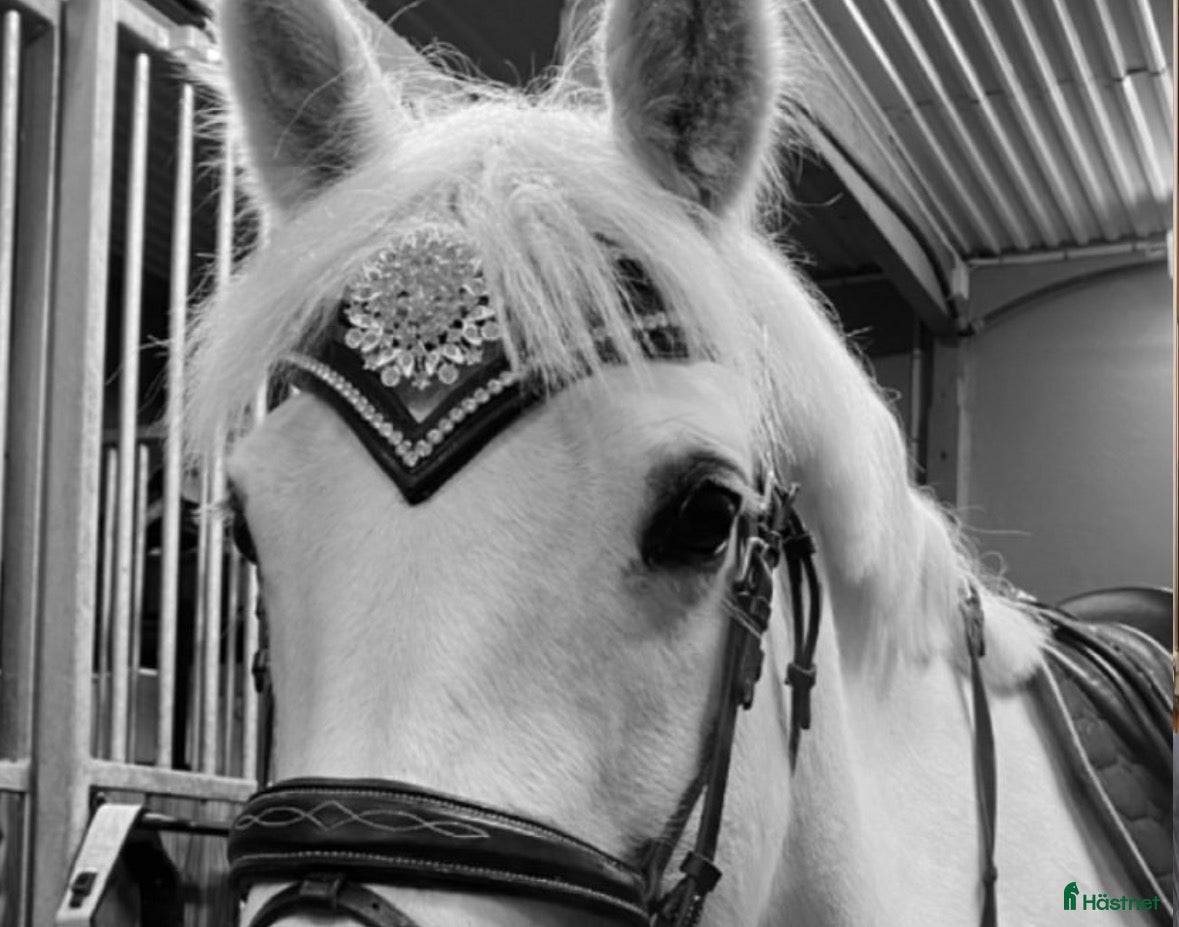 Övrig Hästutrustning hästutrustning Divoyh pannband - Annons 20