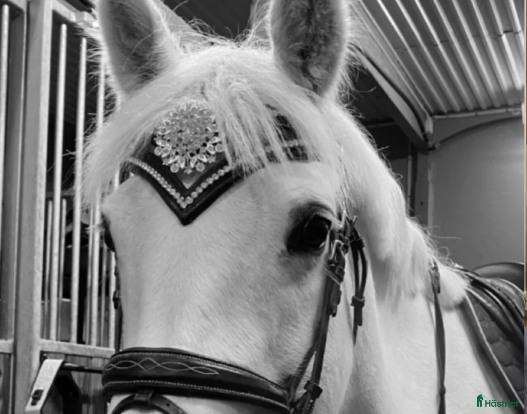 Övrig Hästutrustning hästutrustning till salu: Divoyh pannband - Annons 1