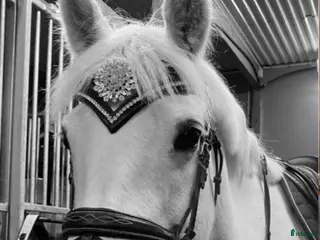 Övrig Hästutrustning hästutrustning Divoyh pannband - Annons 20