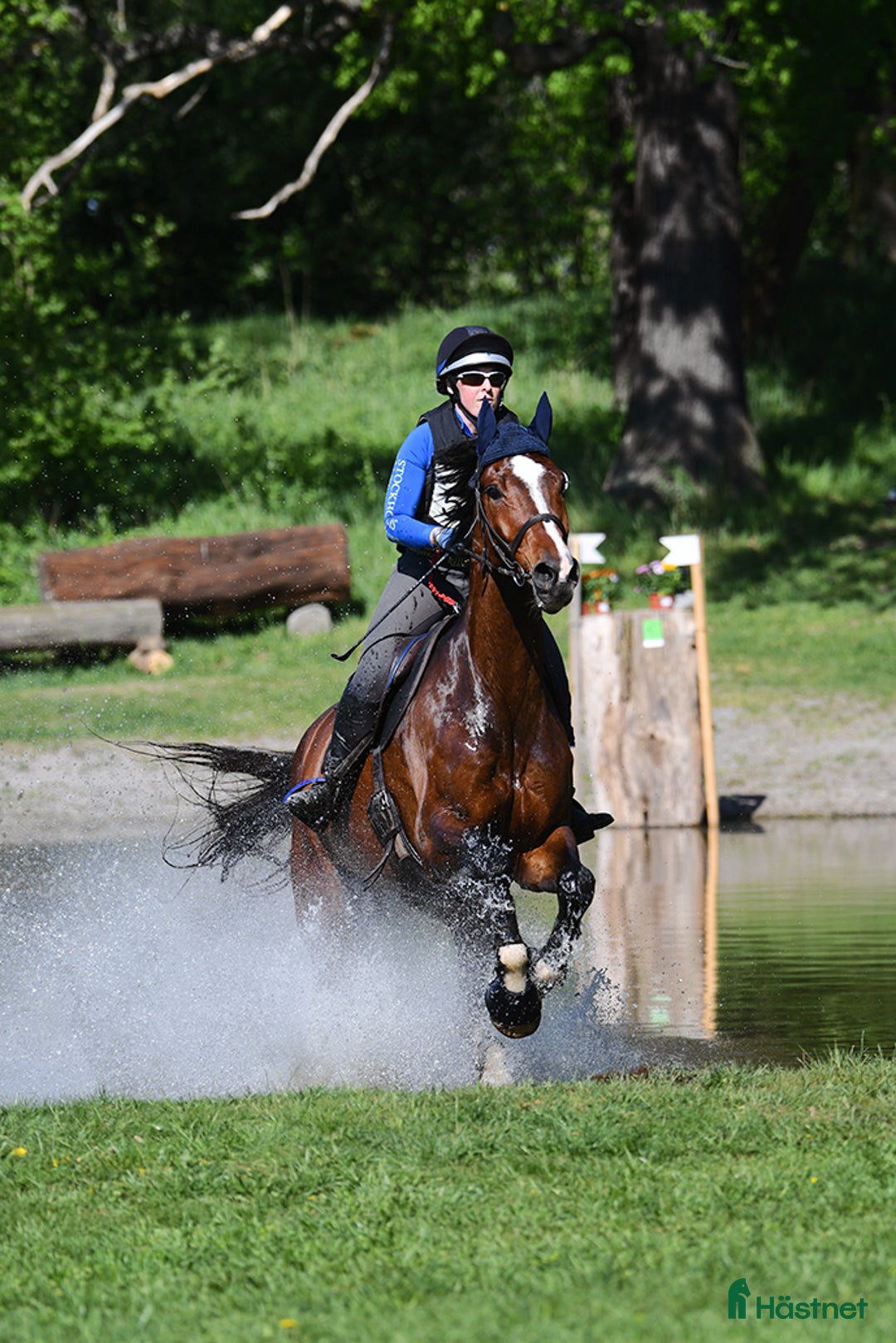 Hoppning hästar till salu: Hopp/fälttävlansämne för större klasser! i Alunda - Annons 3