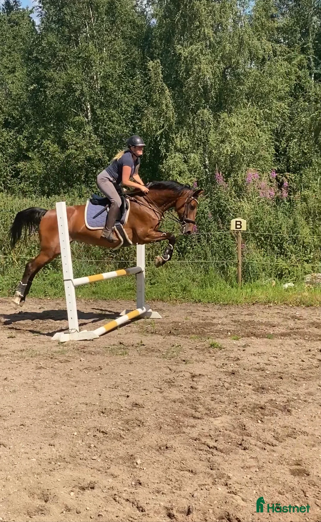 Allround hästar till salu: Intressekoll KWPN sto i Nässjö - Annons 3