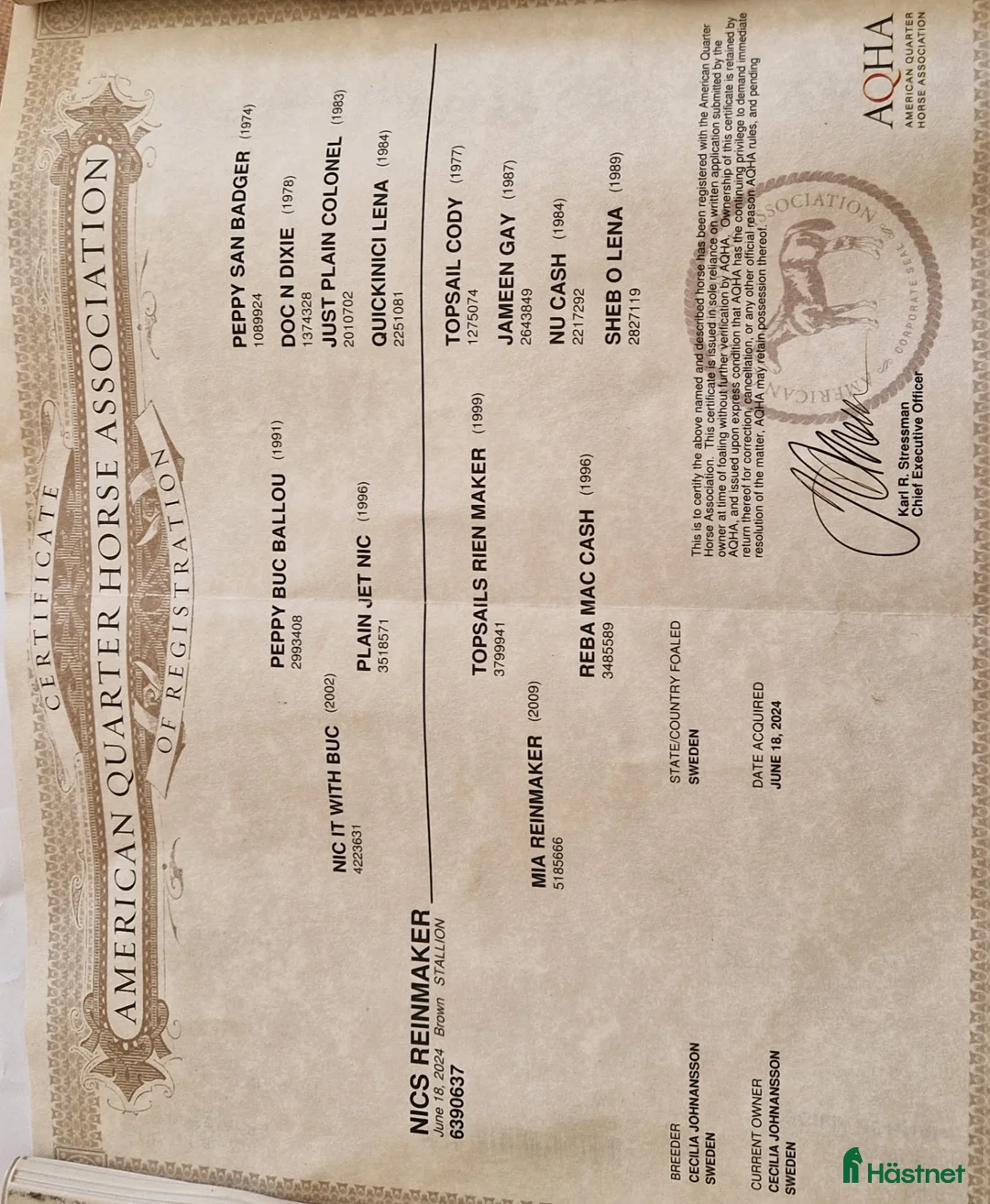 Western hästar till salu: Cowhorse ämne - Annons 6