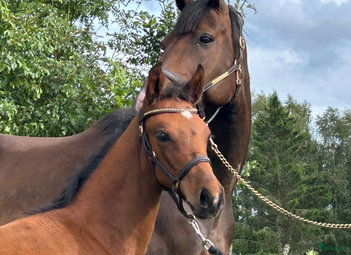  hästar Hoppstammad åring   - Annons 3
