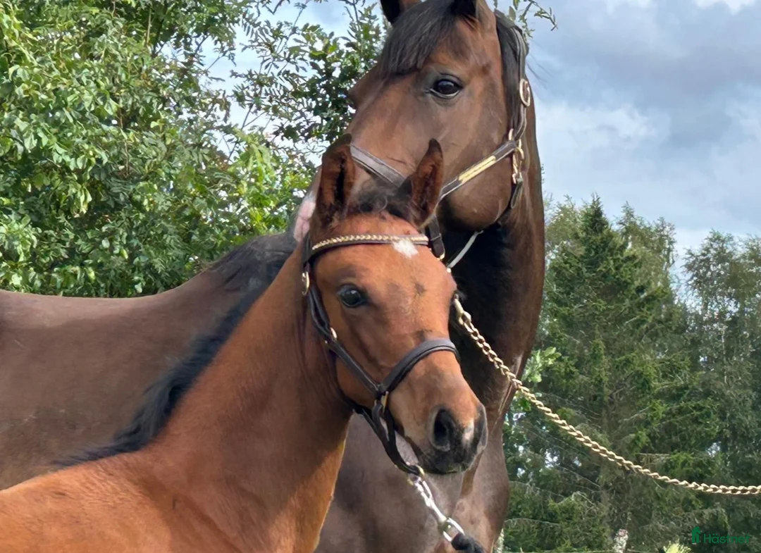 Hoppning hästar till salu: Hoppstammad åring   - Annons 1