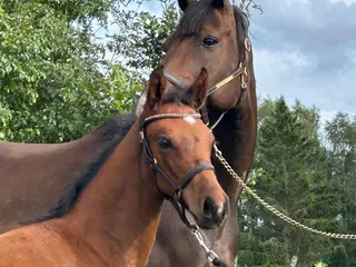 hästar Hoppstammad åring - Annons 3