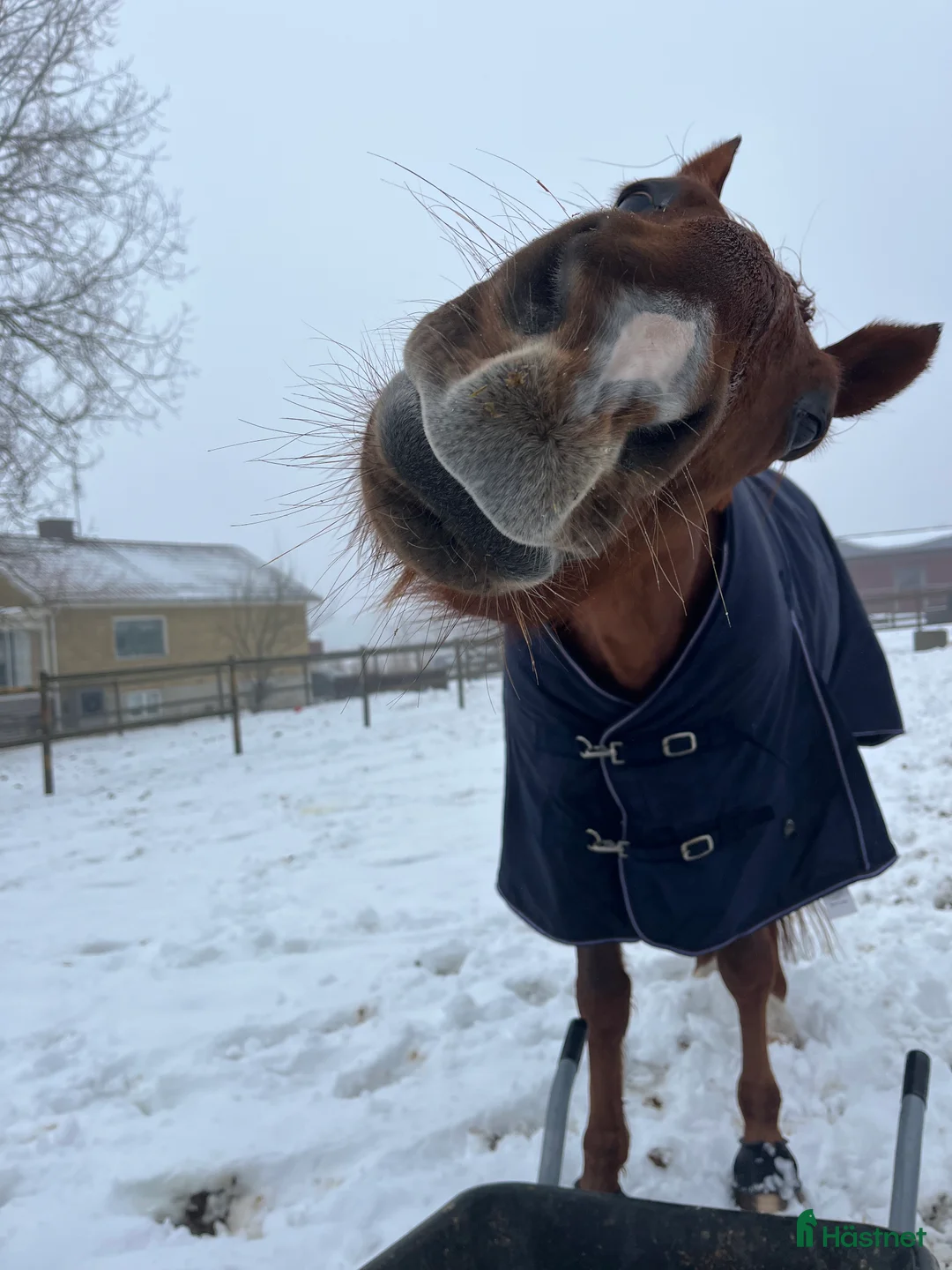 Allround hästar till salu: Fin ridtravare med stor potential💫 i Höviksnäs - Annons 2