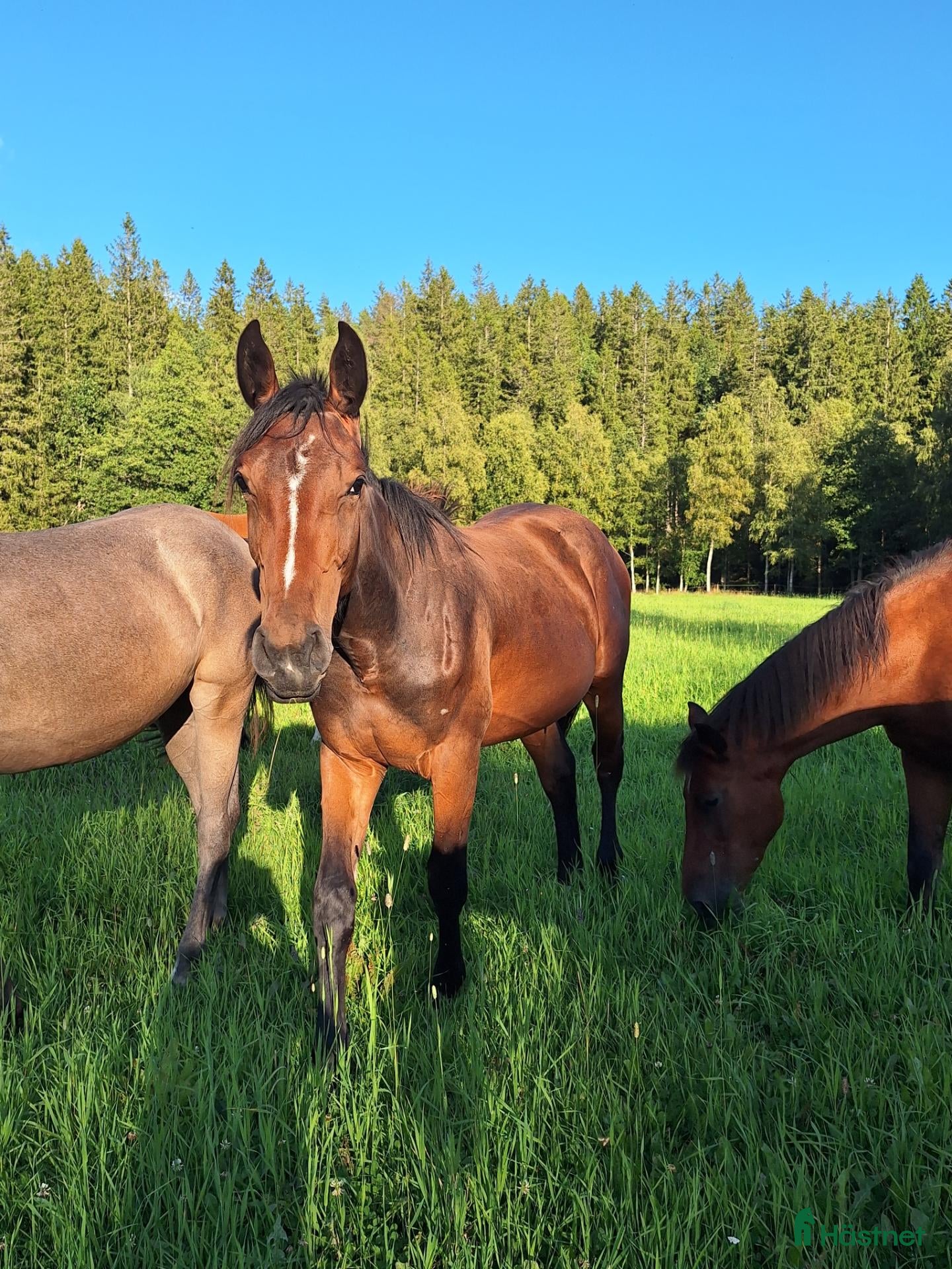  hästar Välstammad ettåring - Annons 4