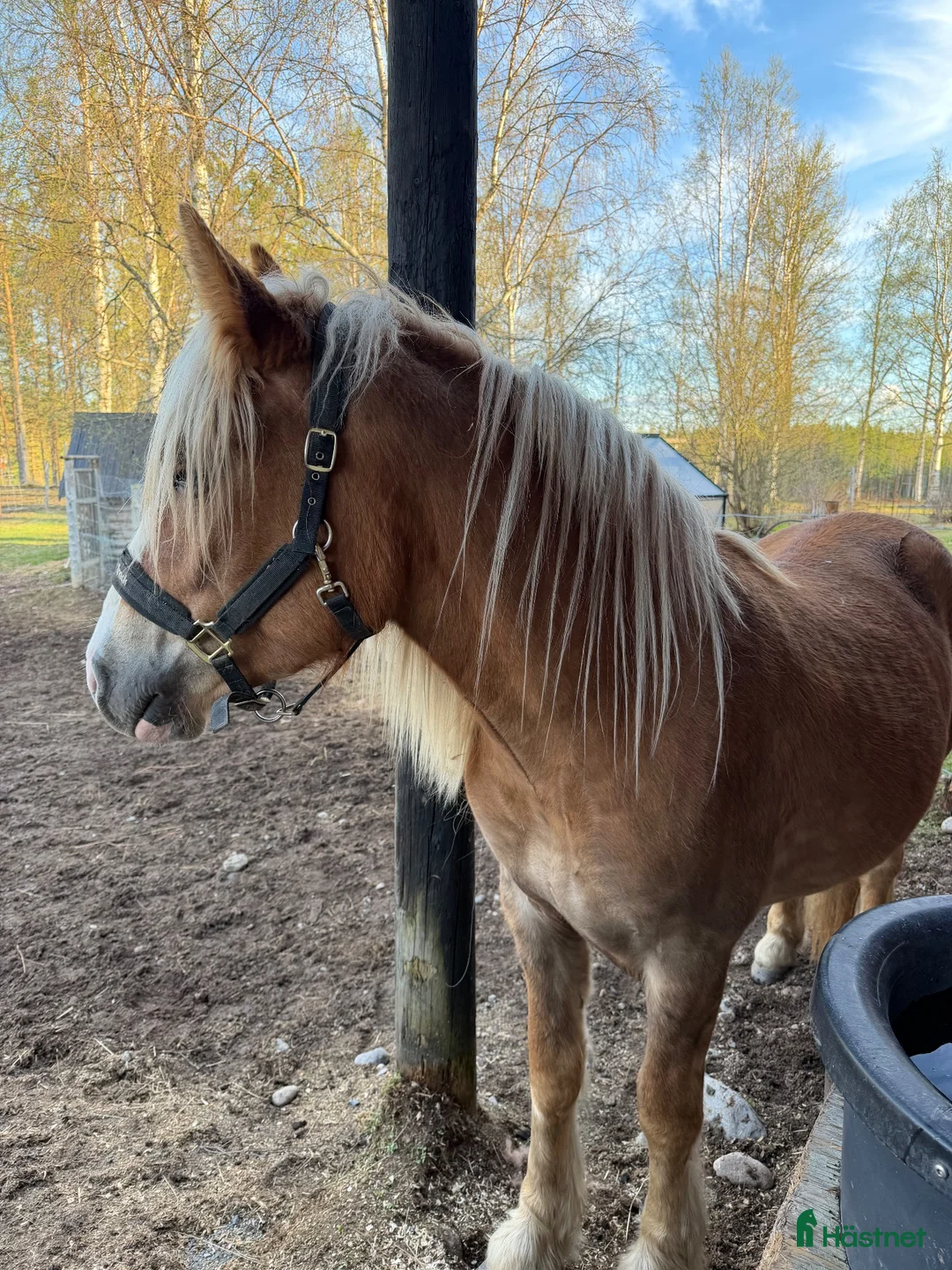 Körning hästar till salu: Nordsvensk brukshäst letar nytt hem! - Annons 2