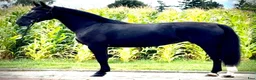 Allround hästar till salu: Black Pearl Waria – Exceptional 5-Year-Old Mare - Annons 3