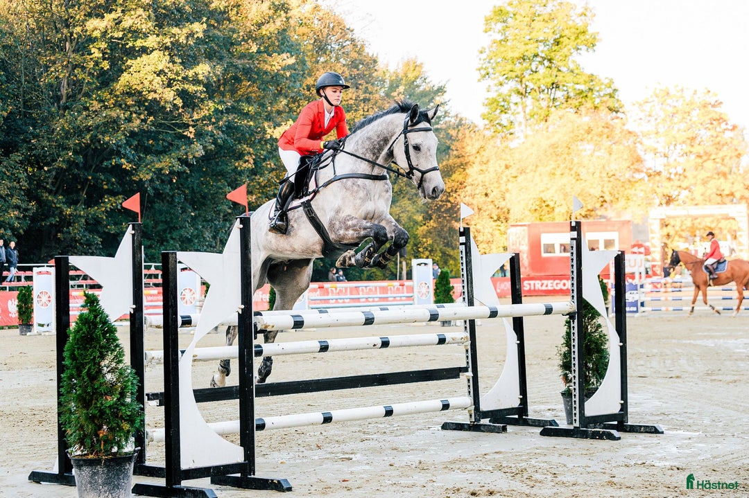 Fälttävlan hästar till salu: Fantastisk fälltävlingshast sælges✨ i Dronninglund - Annons 1