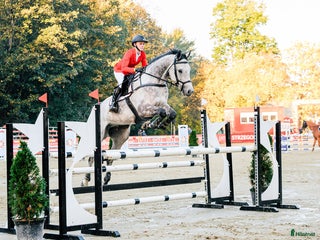 hästar i Dronninglund - Annons 9