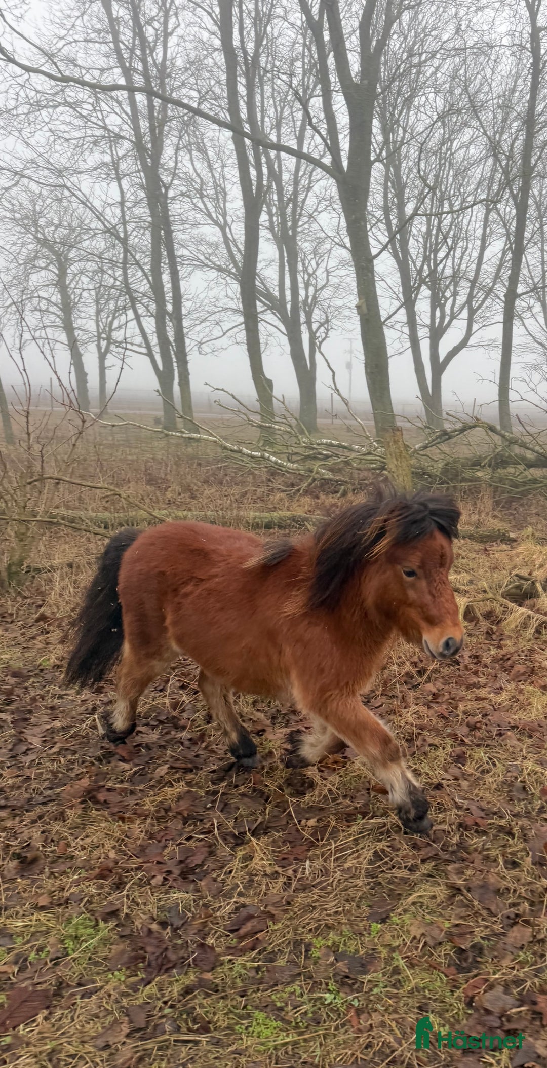 Sällskap hästar till salu: Goding söker toppenhem i Laholm - Annons 2