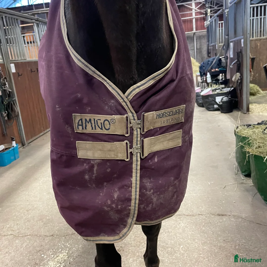 Täcken hästutrustning till salu: Amigo 0G i Gamleby - Annons 2