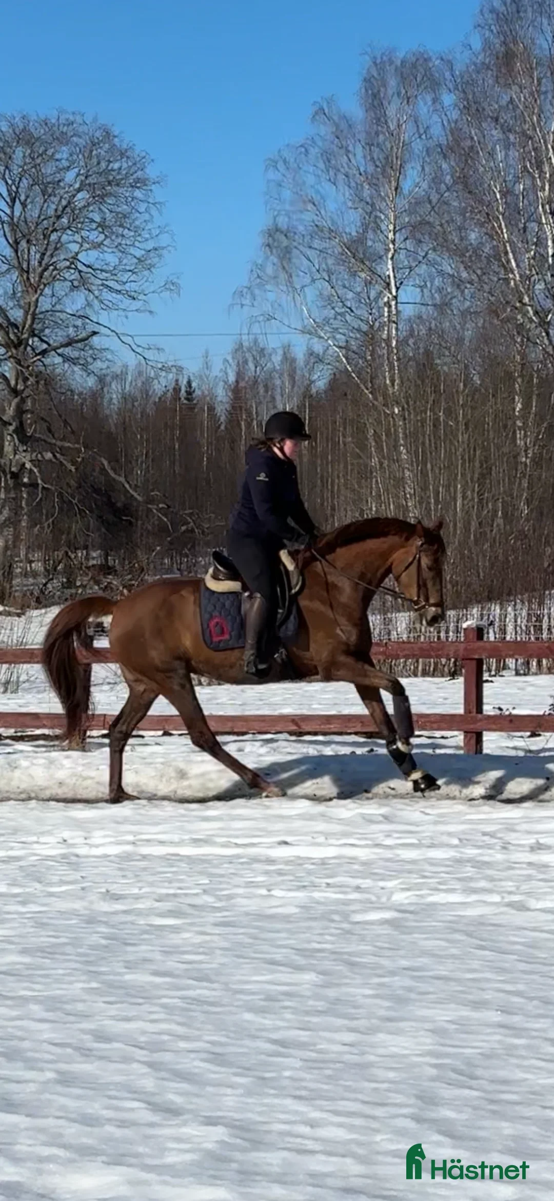 Allround hästar till salu: Vänligt formbart sto  - Annons 1
