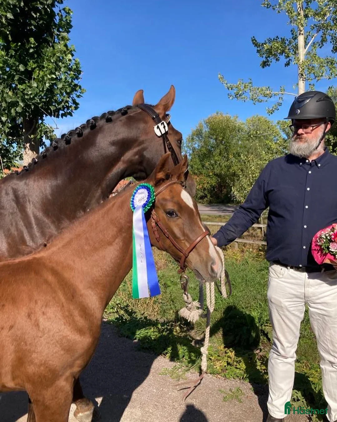 Dressyr hästar till salu: Hingst med det lilla extra i Östervåla - Annons 3