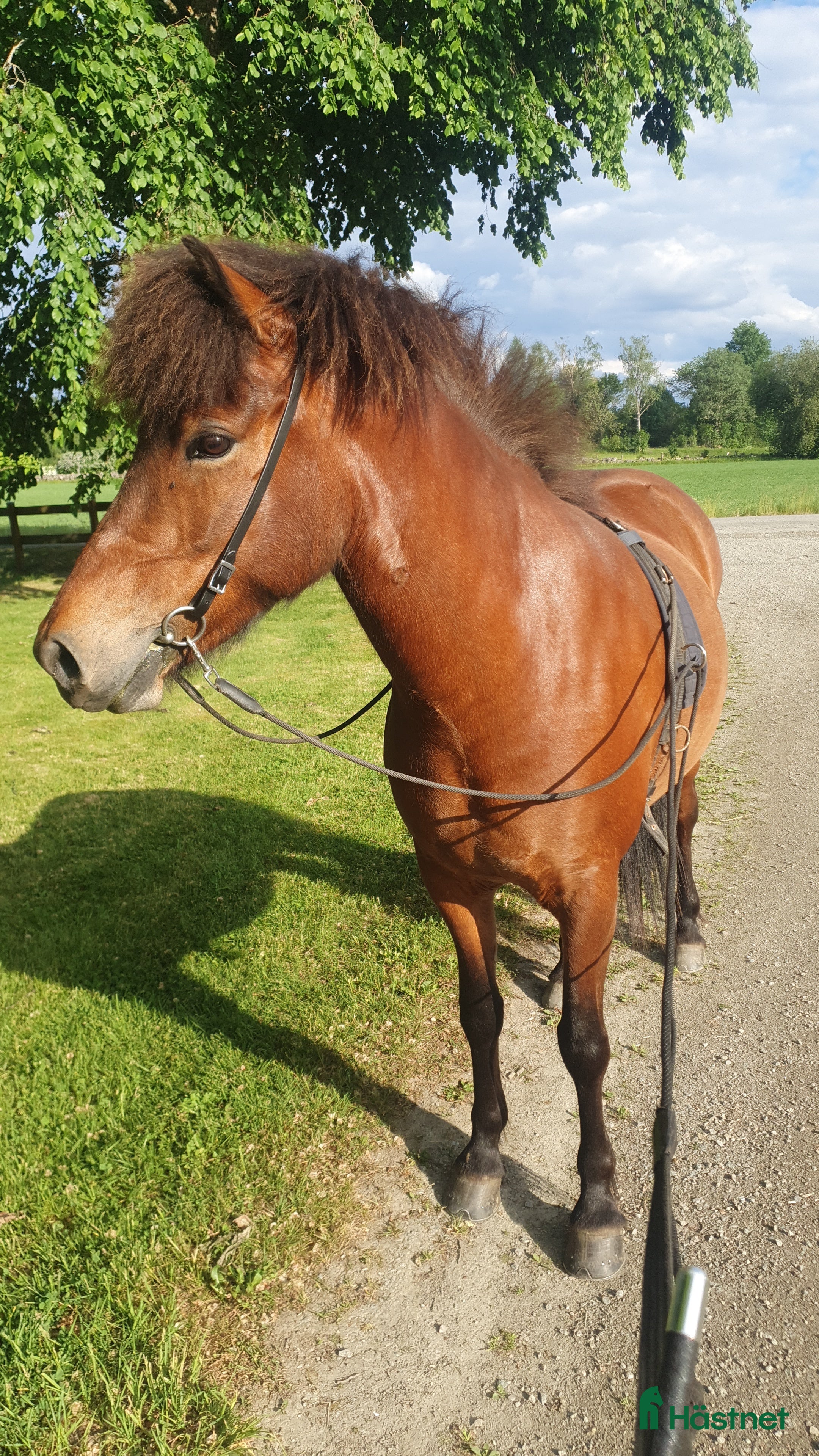  hästar Djörfung från Norrskogen  i Rörvik - Annons 10