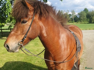 hästar Djörfung från Norrskogen i Rörvik - Annons 1