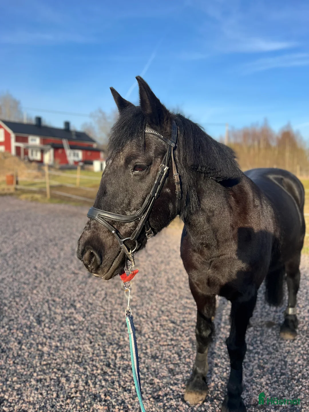 Allround hästar sökes: Världens bästa tjej önskar fodervärd  i Värnamo - Annons 2