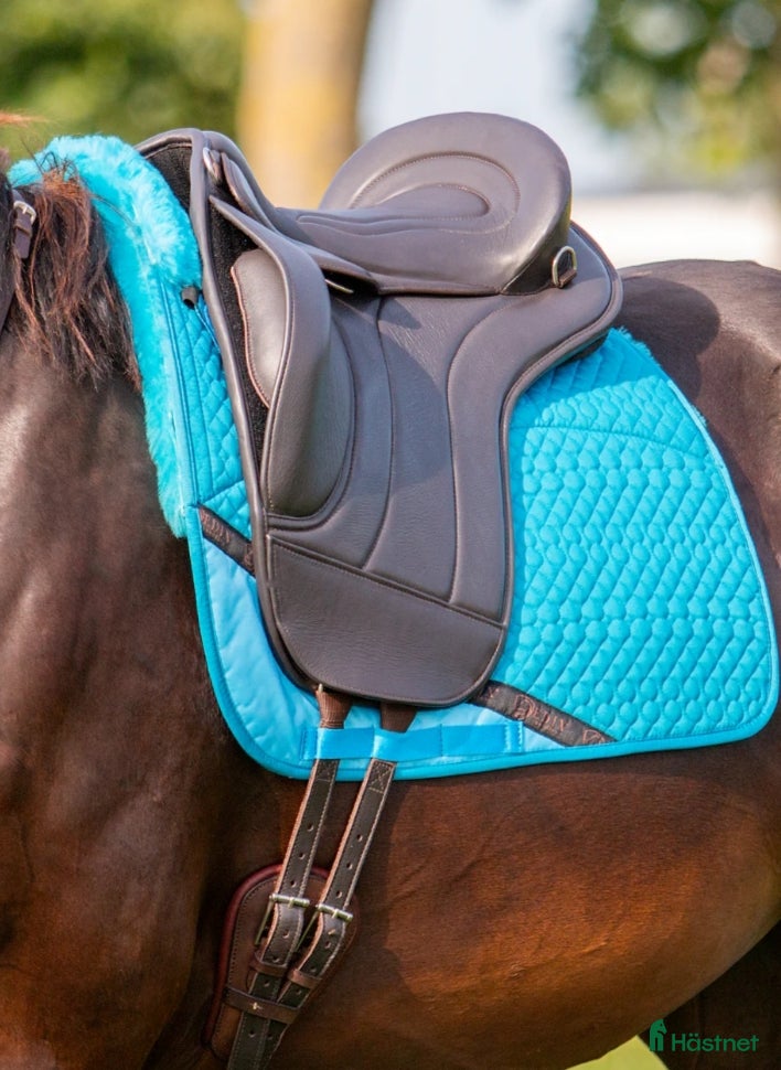 Sadlar hästutrustning Fin Edix Union  - Annons 15