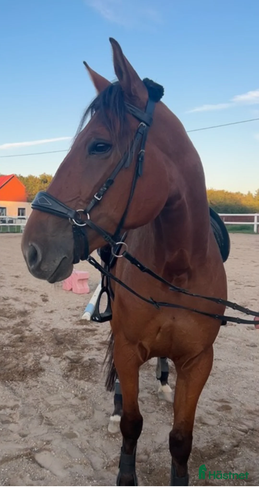 Allround hästar till salu: Märta i Visby - Annons 6