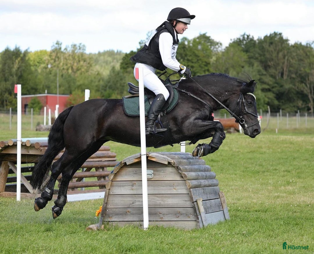 Fälttävlan hästar till salu: Läromästare i Stenhamra - Annons 3