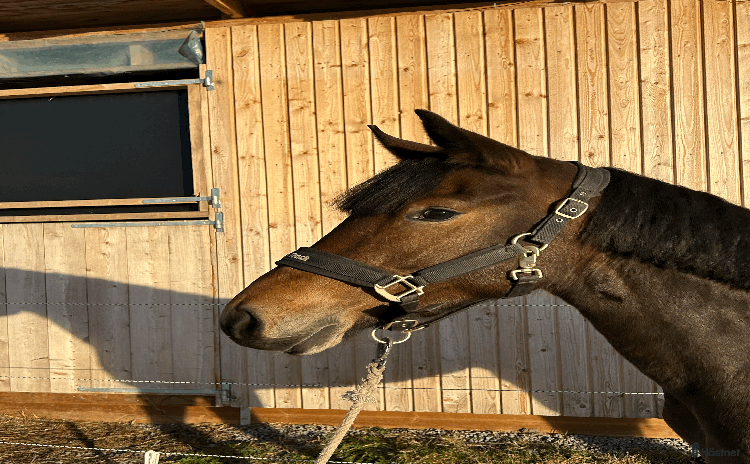  hästar i Mjölby - Annons 7