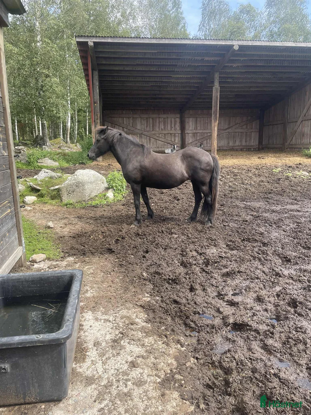 Island hästar till salu: Sto med mycket tölt i Riddarhyttan - Annons 3