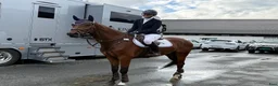 Hoppning hästar till salu: Spennende 6års spranghest i Skjeberg - Annons 6
