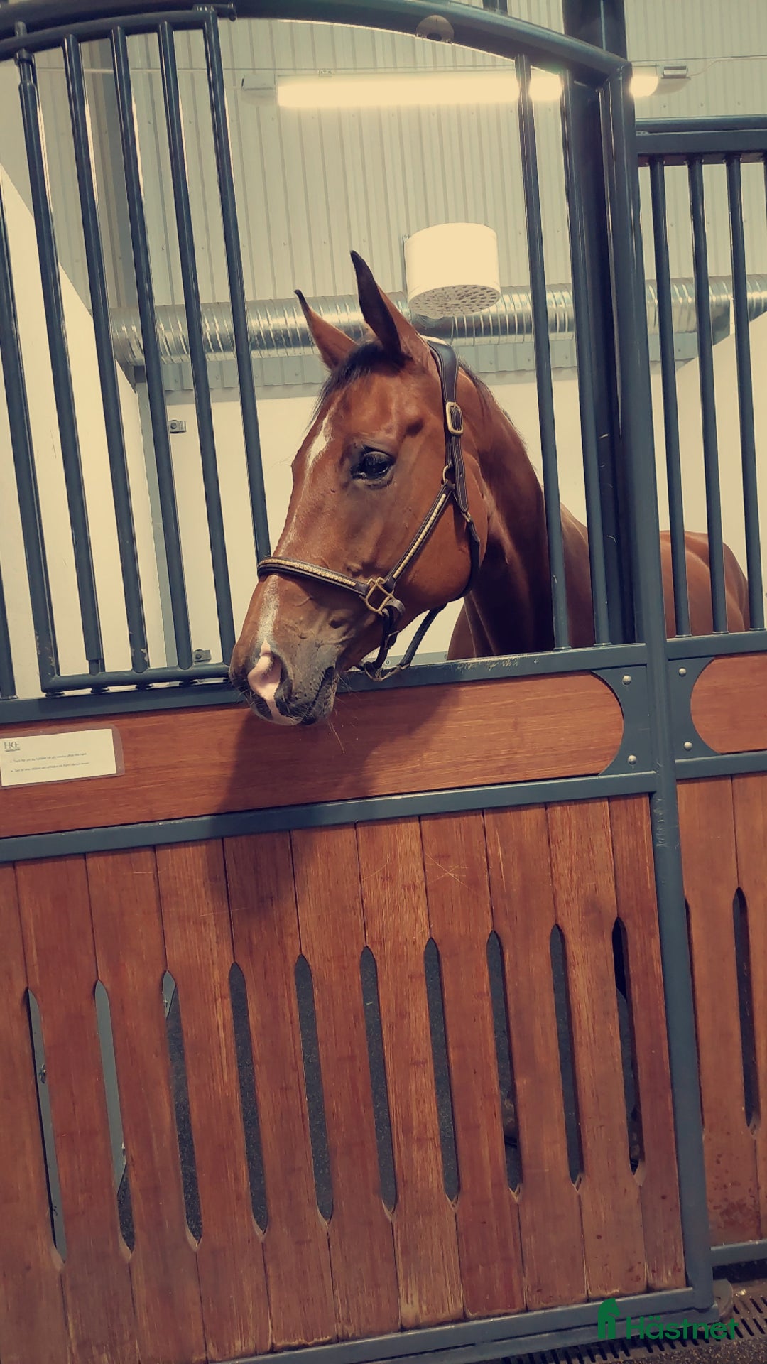 Övrig Hästutrustning hästutrustning till salu: Lädergrimma i Göteborg - Annons 4