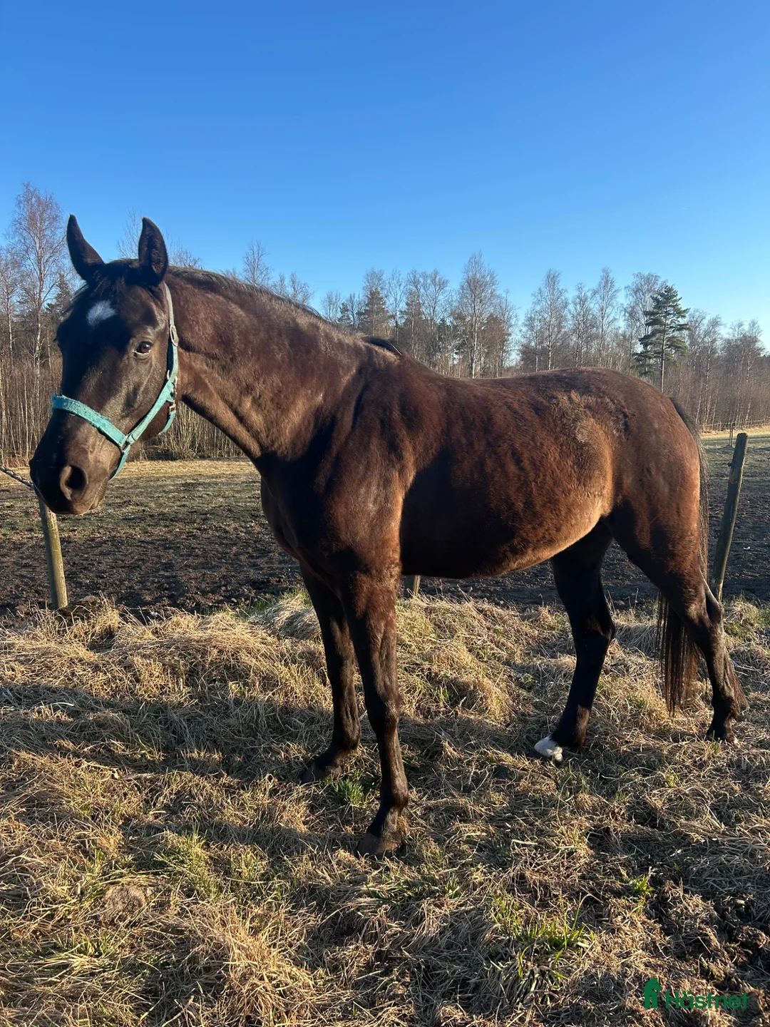 Sällskap hästar till salu: Sällskap/lättare ridning  i Sävsjö - Annons 1