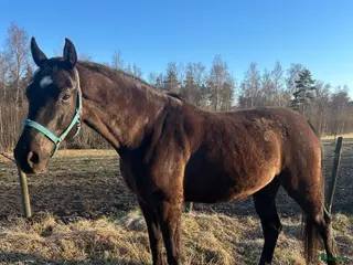 hästar Sällskap/lättare ridning - Annons 4