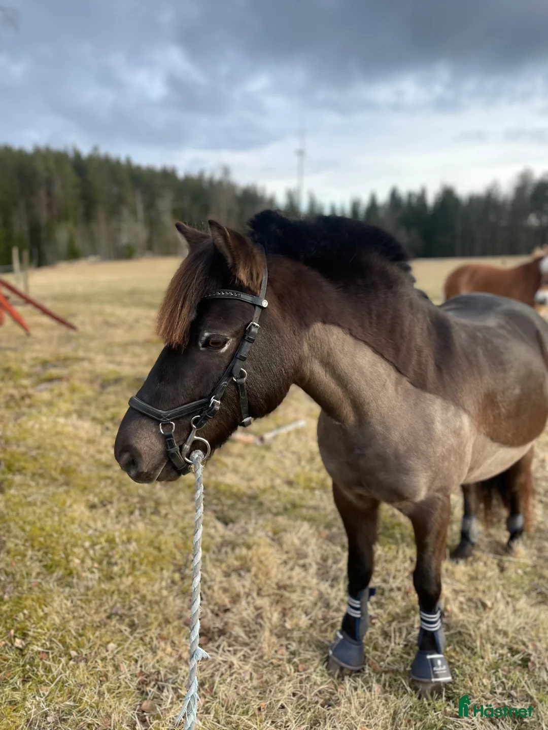 Körning hästar till salu: Härligt Familjeruss - Annons 2