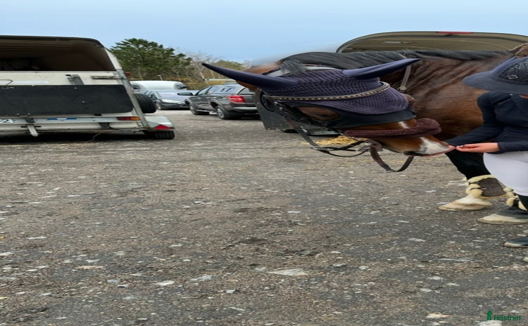 Övrig Hästutrustning hästutrustning till salu i Säve - Annons 16