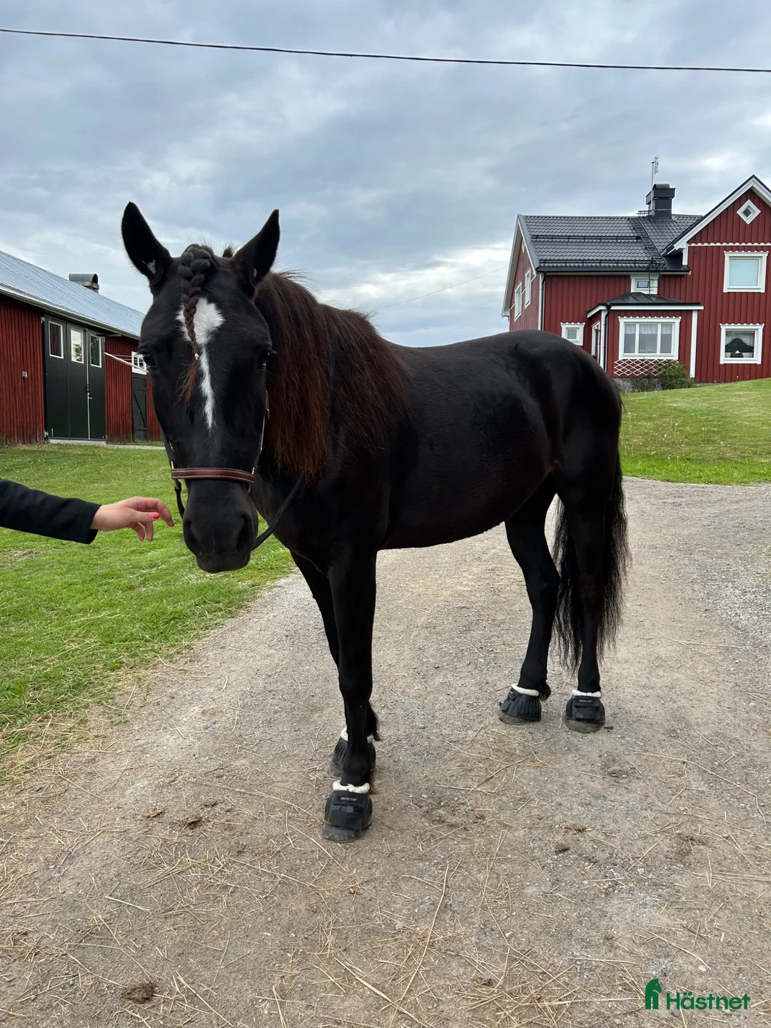 Trav hästar till salu: Avelssto alt ridtravare i Kovland - Annons 2