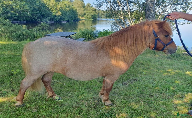  hästar i Eriksmåla - Annons 3