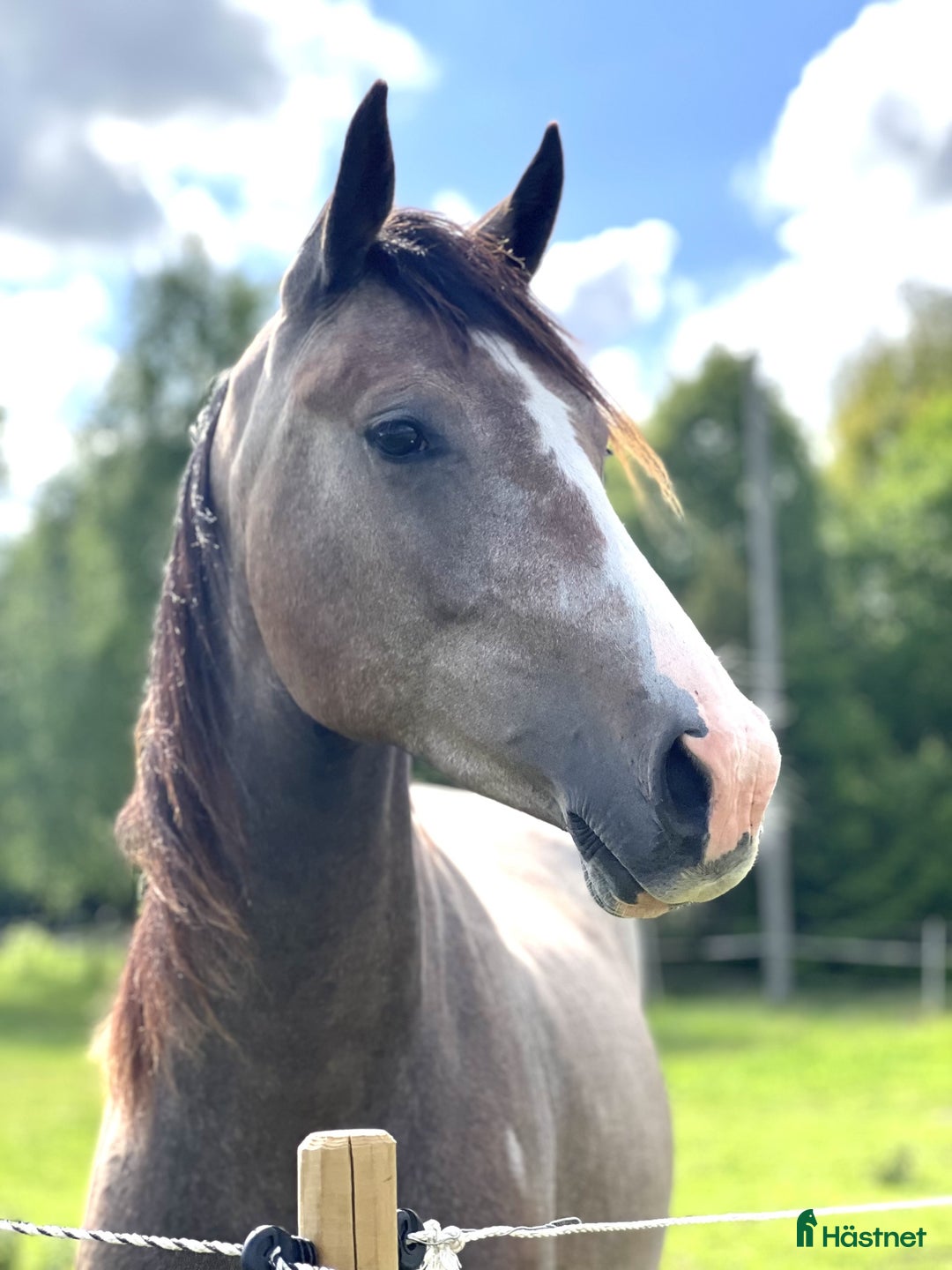Hoppning hästar till salu: Vacker 2,5 -åring e: Mr. Vain i Hyltebruk - Annons 2